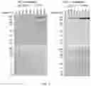 Fig. 04 - Use of Human Resistin as a Trimerization Partner for Expression of Trimeric Proteins