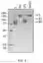 Fig. 05 - Use of Human Resistin as a Trimerization Partner for Expression of Trimeric Proteins