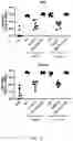 Fig. 13 - Use of Human Resistin as a Trimerization Partner for Expression of Trimeric Proteins