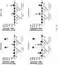 Fig. 15 - Use of Human Resistin as a Trimerization Partner for Expression of Trimeric Proteins