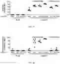 Fig. 23 - Use of Human Resistin as a Trimerization Partner for Expression of Trimeric Proteins