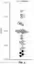Fig. 07 - Methods for increasing T-cell function