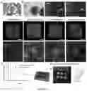 Fig. 08 - CELL CULTURE SYSTEM FOR PERFUSABLE NETWORKS OF SELF-ASSEMBLED CELLS