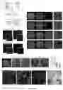 Fig. 09 - CELL CULTURE SYSTEM FOR PERFUSABLE NETWORKS OF SELF-ASSEMBLED CELLS