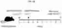 Fig. 02 - COMPOSITIONS AND METHODS FOR REDUCING NUCLEASE EXPRESSION AND OFF-TARGET ACTIVITY USING A PROMOTER WITH LOW TRANSCRIPTIONAL ACTIVITY