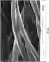 Fig. 294 - Silk Performance Apparel and Products and Methods of Preparing the Same