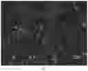 Fig. 06 - Polypeptide for targeting recognition of immune cells and application thereof