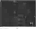 Fig. 11 - Polypeptide for targeting recognition of immune cells and application thereof