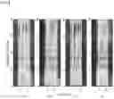 Fig. 07 - WPE-based dereverberation apparatus using virtual acoustic channel expansion based on deep neural network