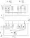 Fig. 02 - Interaural time difference crossfader for binaural audio rendering