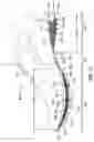 Fig. 08 - ARTICLE OF FOOTWEAR HAVING A SOLE PLATE