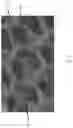 Fig. 06 - SCAFFOLD FOR CELL OR TISSUE CULTURE, THE PREPARING METHOD AND USE THEREOF IN TISSUE ENGINEERING AND REGENERATIVE MEDICINE