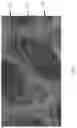 Fig. 07 - SCAFFOLD FOR CELL OR TISSUE CULTURE, THE PREPARING METHOD AND USE THEREOF IN TISSUE ENGINEERING AND REGENERATIVE MEDICINE