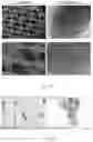 Fig. 22 - SCAFFOLD FOR CELL OR TISSUE CULTURE, THE PREPARING METHOD AND USE THEREOF IN TISSUE ENGINEERING AND REGENERATIVE MEDICINE