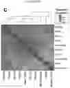 Fig. 22 - COMPOSITIONS AND METHODS FOR PRODUCING PLACENTAL CELLS