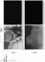 Fig. 02 - METHOD FOR PRODUCING STEM CELLS AND METHOD FOR PRODUCING SOMATIC CELLS