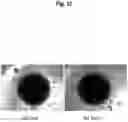 Fig. 13 - METHOD FOR PRODUCING STEM CELLS AND METHOD FOR PRODUCING SOMATIC CELLS