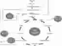 Fig. 01 - COMPOSITIONS AND METHODS FOR TREATING SUBJECTS HAVING A HETEROZYGOUS ALANINE-GLYOXYLATE AMINOTRANSFERASE GENE (AGXT) VARIANT