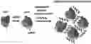 Fig. 01 - COMPLEXES FOR GENE DELETION AND EDITING