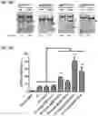 Fig. 06 - COMPLEXES FOR GENE DELETION AND EDITING