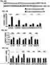 Fig. 07 - COMPLEXES FOR GENE DELETION AND EDITING