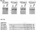 Fig. 08 - COMPLEXES FOR GENE DELETION AND EDITING