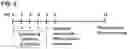 Fig. 09 - COMPLEXES FOR GENE DELETION AND EDITING