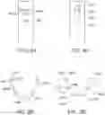 Fig. 09 - INTRAORAL SCANNER