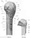 Fig. 02 - PROXIMAL HUMERAL STABILIZATION SYSTEM