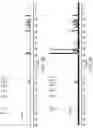 Fig. 04 - COMPOSITIONS AND METHODS RELATING TO REDUCED MUCOADHESION