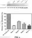 Fig. 05 - METHODS AND COMPOSITIONS FOR TREATING A FIBROTIC DISEASE