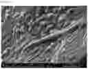 Fig. 26 - CROSSLINKED PARTICLES