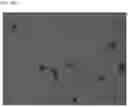 Fig. 35 - CROSSLINKED PARTICLES