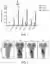 Fig. 02 - APPLICATION OF THYROID HORMONES AND THYROID HORMONE ANALOGUES TO PREPARATION OF DRUGS FOR TREATING SICKLE-CELL DISEASE
