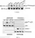 Fig. 22 - COMPOSITIONS AND METHODS FOR PREDICTING THERAPEUTIC OUTCOME