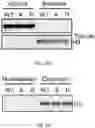 Fig. 45 - COMPOSITIONS AND METHODS FOR PREDICTING THERAPEUTIC OUTCOME