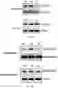 Fig. 49 - COMPOSITIONS AND METHODS FOR PREDICTING THERAPEUTIC OUTCOME