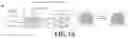 Fig. 02 - Preparation of a Brain Targeted Artificial Nano-Enzyme and Application