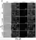 Fig. 06 - Preparation of a Brain Targeted Artificial Nano-Enzyme and Application