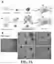 Fig. 09 - Preparation of a Brain Targeted Artificial Nano-Enzyme and Application