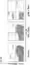Fig. 85 - NATURAL KILLER (NK) CELL COMPOSITIONS AND METHODS FOR GENERATING SAME
