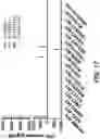 Fig. 22 - ANTIGEN BINDING PROTEINS, COMPOSITIONS, AND METHODS OF USING THEREOF