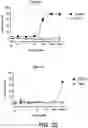 Fig. 41 - ANTIGEN BINDING PROTEINS, COMPOSITIONS, AND METHODS OF USING THEREOF