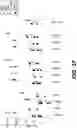 Fig. 43 - ANTIGEN BINDING PROTEINS, COMPOSITIONS, AND METHODS OF USING THEREOF