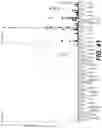 Fig. 49 - ANTIGEN BINDING PROTEINS, COMPOSITIONS, AND METHODS OF USING THEREOF