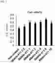 Fig. 02 - Pharmaceutical composition including laminin fragments to treat or prevent the disease, disorder or symptom of tooth dentin and/or dental pulp