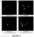 Fig. 02 - TARGETING G3BP AGGREGATION TO PREVENT NEURODEGENERATION