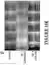 Fig. 76 - TARGETING G3BP AGGREGATION TO PREVENT NEURODEGENERATION