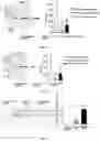 Fig. 06 - METHOD AND DRUG FOR TREATING SPINAL MUSCULAR ATROPHY