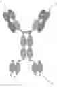 Fig. 01 - Bispecific EGFR/CD16 antigen-binding protein